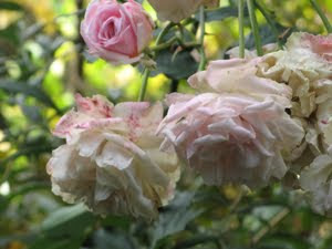 Photograph of drooping pink roses.