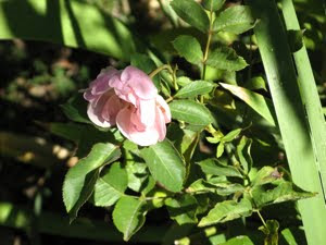 Photo of a pink rose.