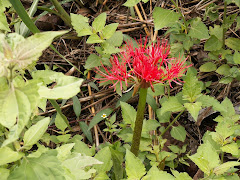 FLEUR SAUVAGE