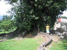 Gwaango Tree