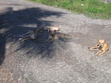 Some of the neighborhood guys relaxing