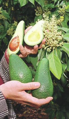 [avakadoyapragi.jpg]