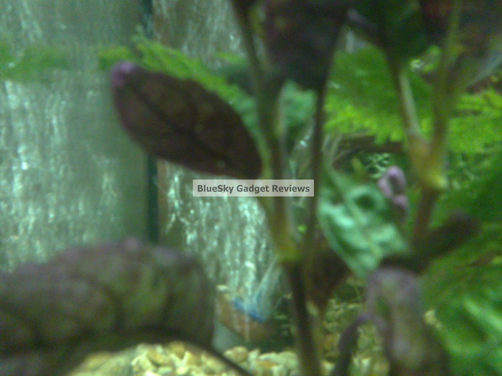 Interpet Apmini Aquarium Air Pump Review 4/5 PLUS How to make an