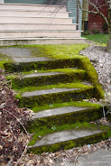 moss stairs