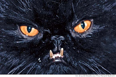 Kitty Stampede: UNDERBITES!