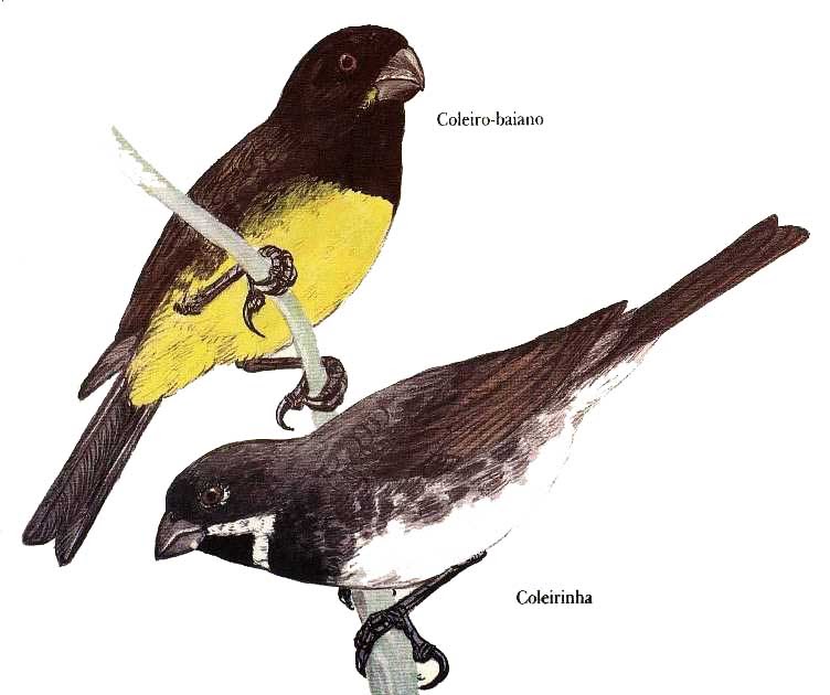 Fêmea de Coleiro-baiano - Papa-capim-capuchinho - Yellow-bellied