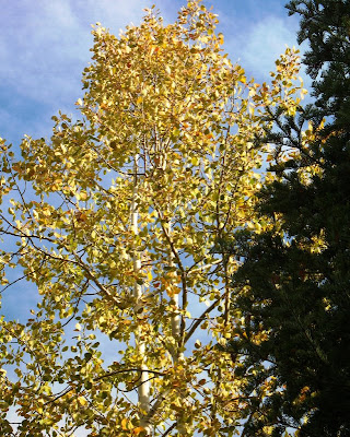 trees