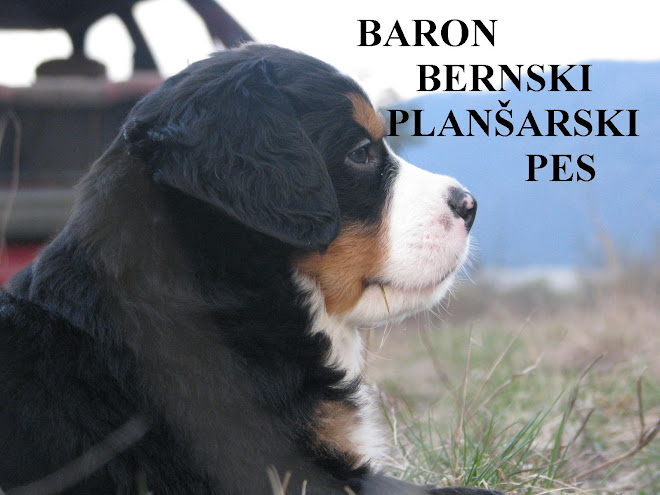 baron bernski planšarski pes