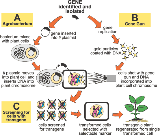 Bhandary's Bio Class: Transgenic Plants