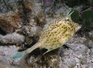 Pesca De Orilla (Surf Fishing): PECES DE PR