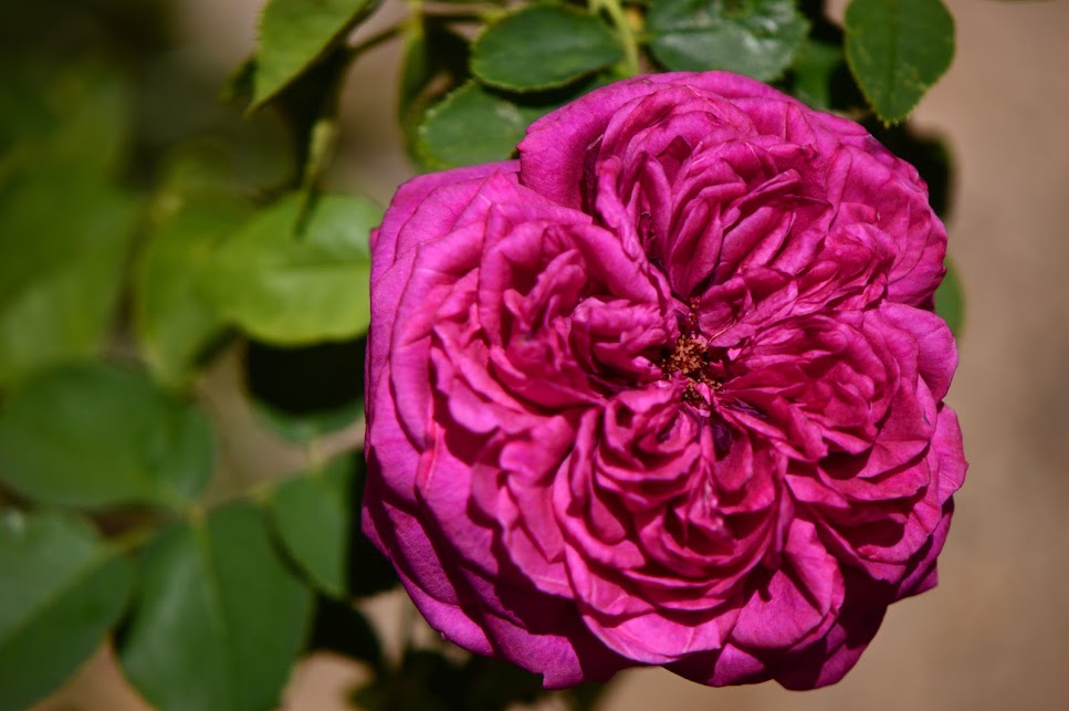 Rose "William Shakespeare 2000", David Austin roses