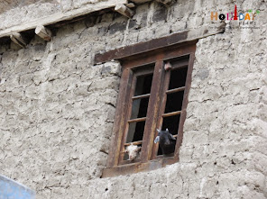 A sheep and a goat A sheep and a goat in Dah Village