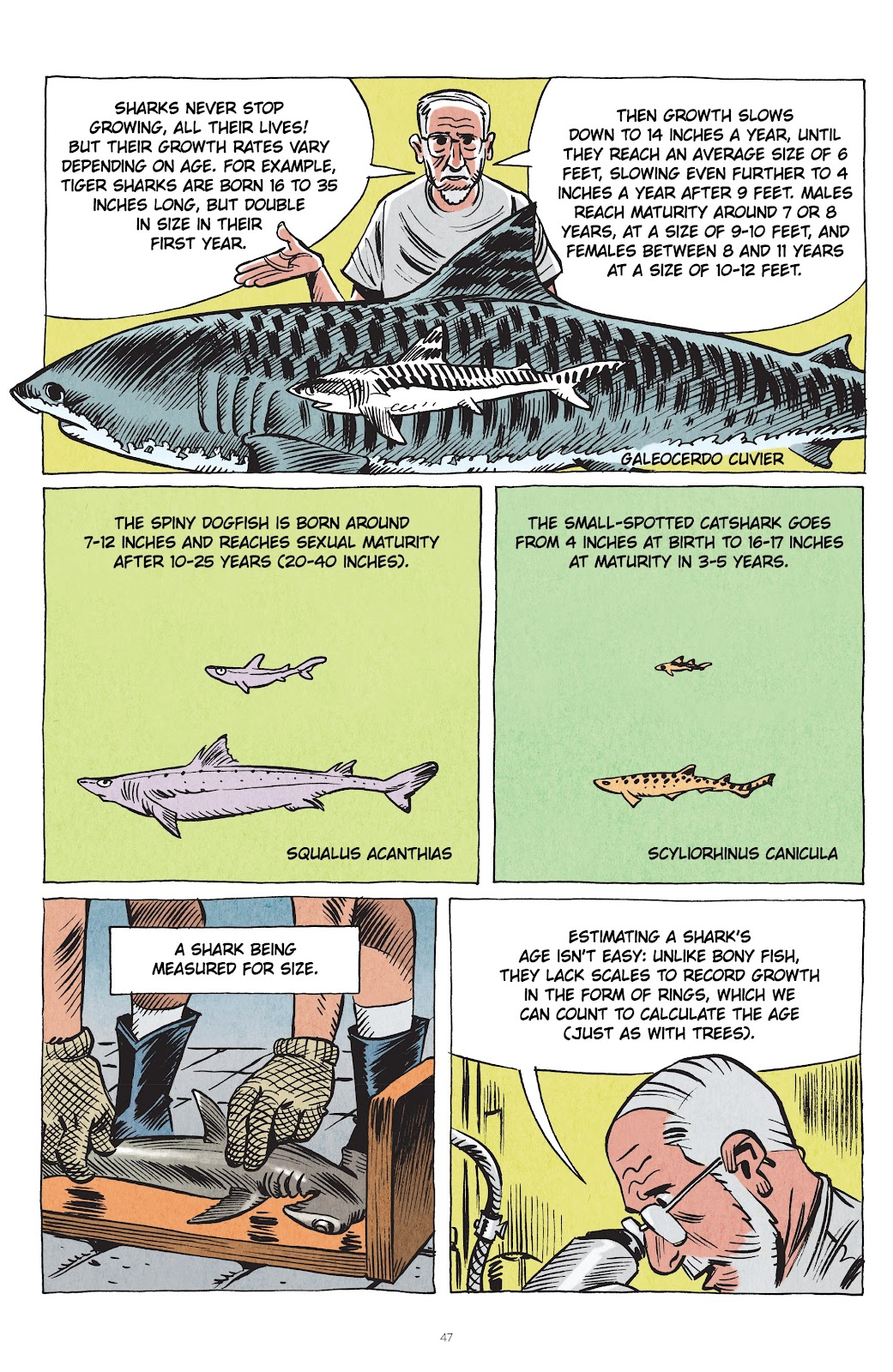 Little Book of Knowledge: Sharks issue TPB - Page 47