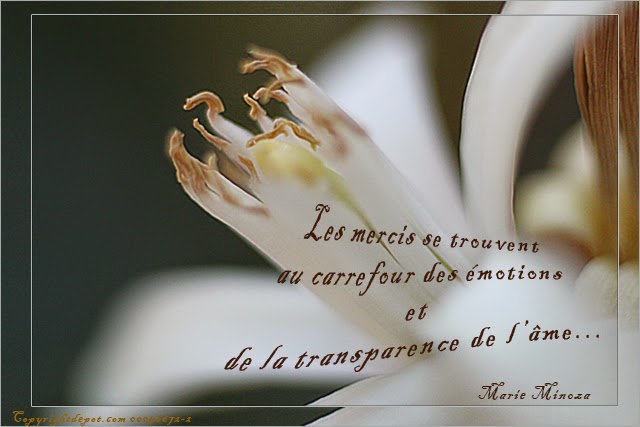 Au Pays Des Images Et Des Mots Citation Les Mercis