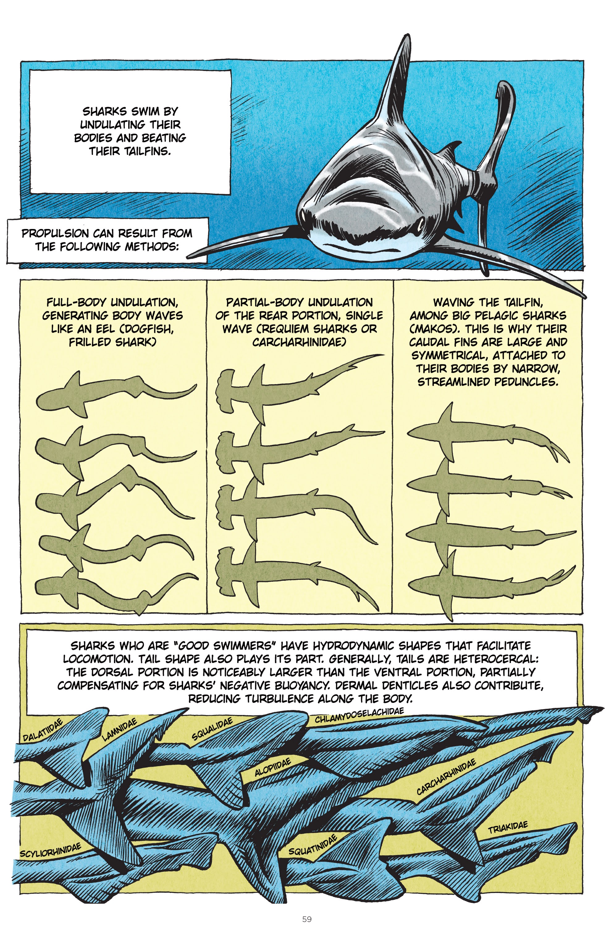 Read online Little Book of Knowledge: Sharks comic -  Issue # TPB - 59