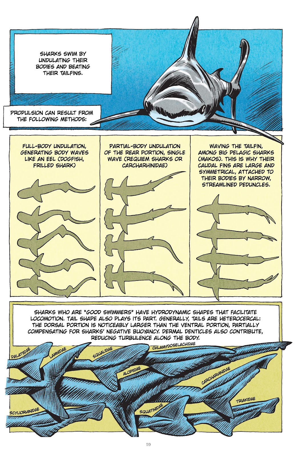 Little Book of Knowledge: Sharks issue TPB - Page 59