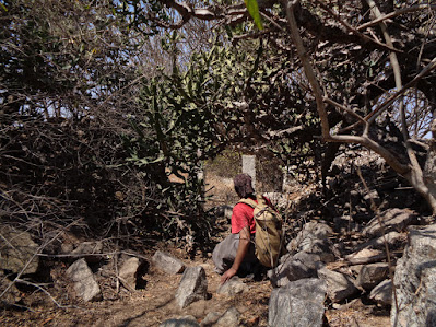 Sippy finds himself amidst thick bushes filled with thorns.