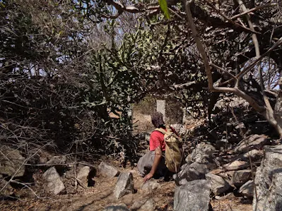Sippy finds himself amidst thick bushes filled with thorns.