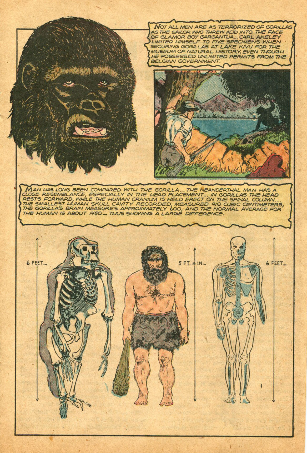 Read online Sheena, Queen of the Jungle (1942) comic -  Issue #12 - 15