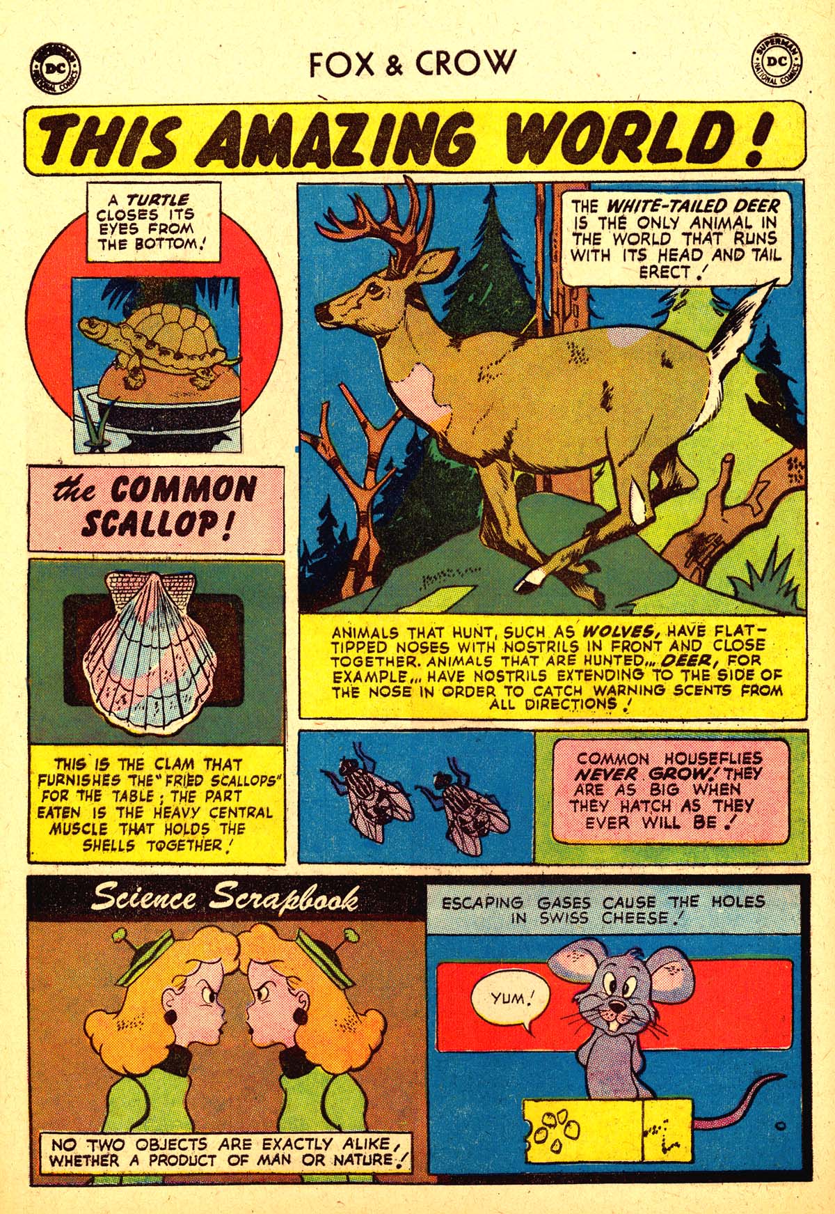 Read online The Fox and the Crow comic -  Issue #61 - 24
