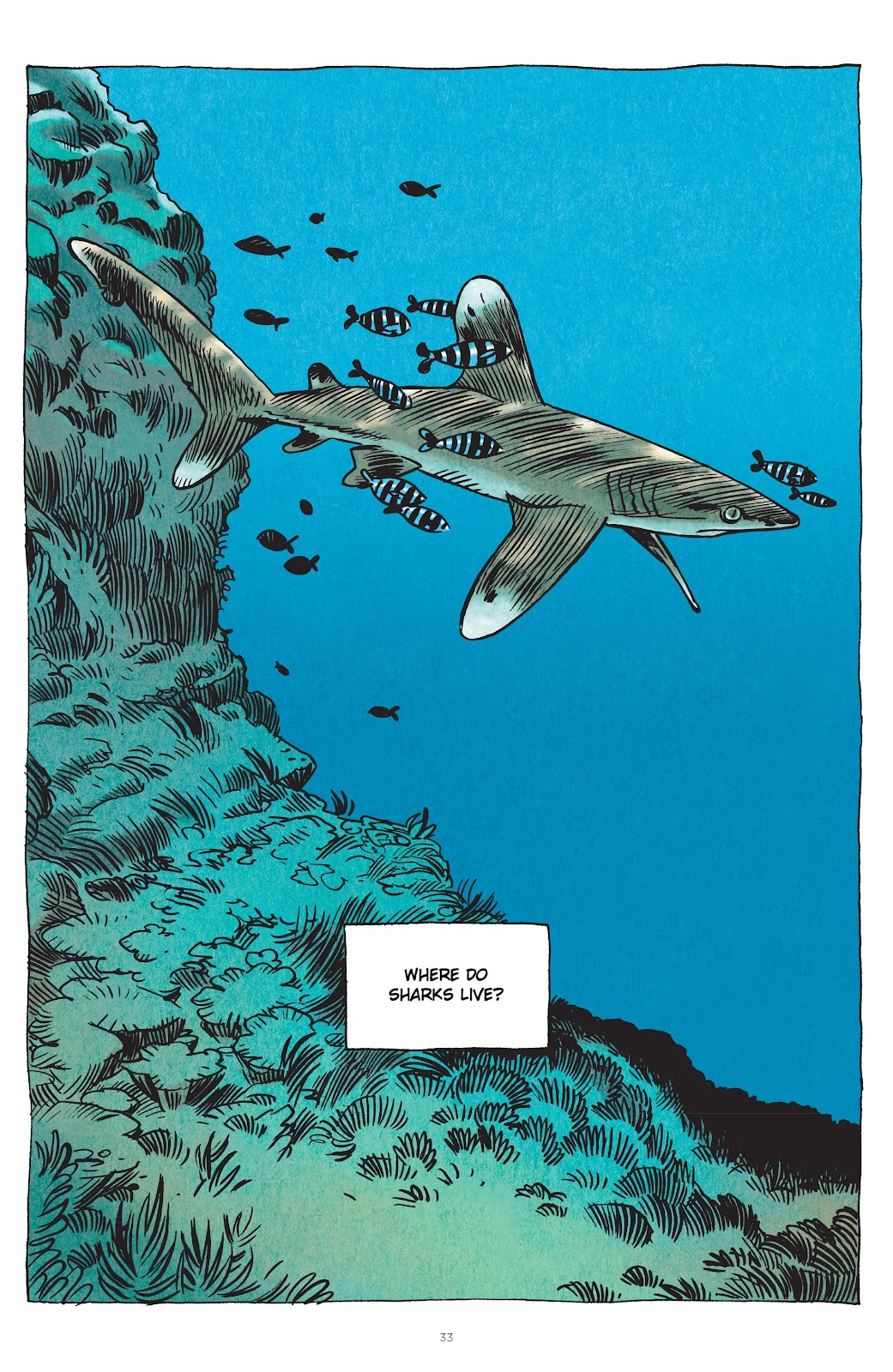 Little Book of Knowledge: Sharks issue TPB - Page 33