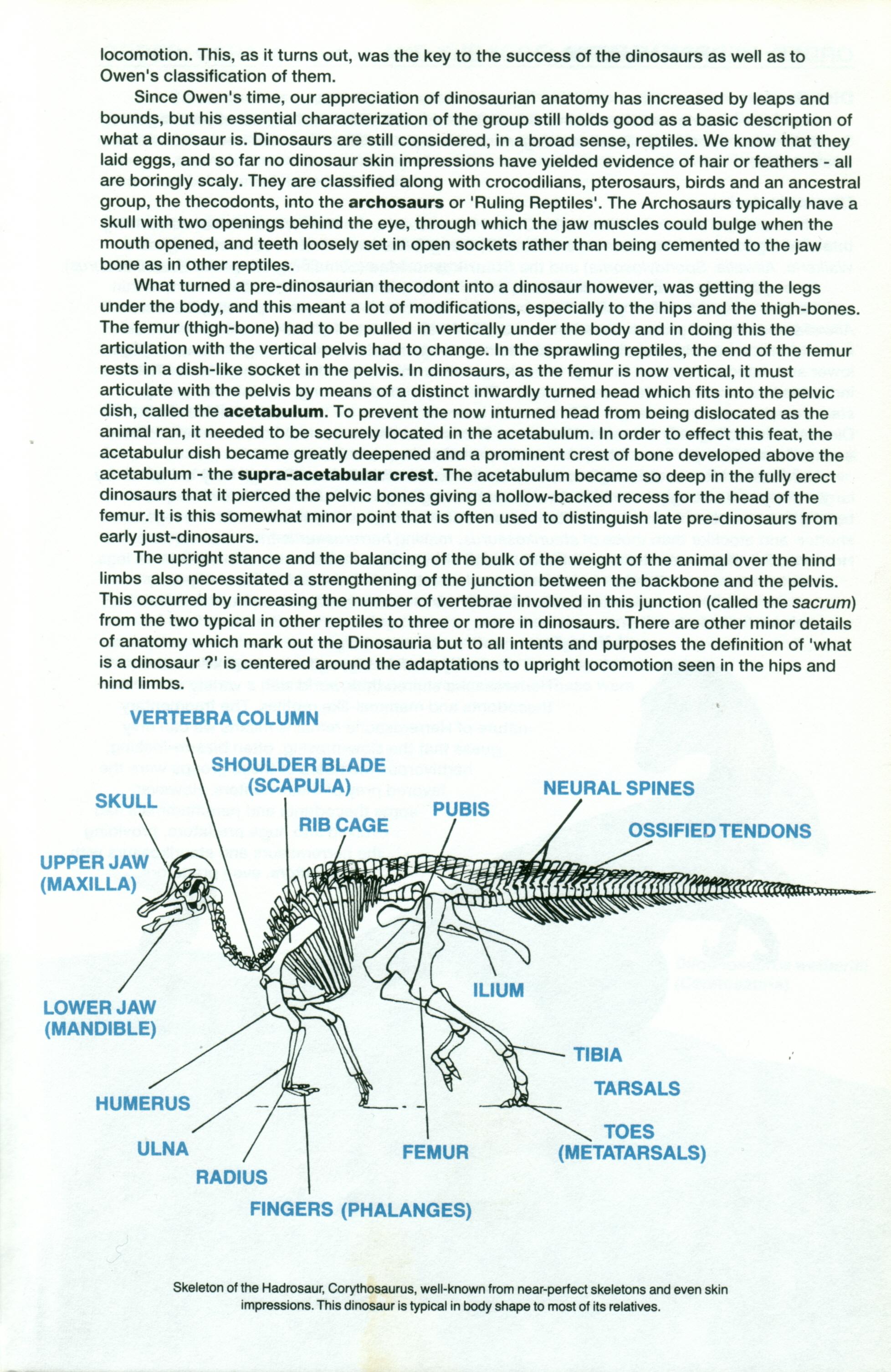 Read online Dinosaurs, A Celebration comic -  Issue #1 - 10