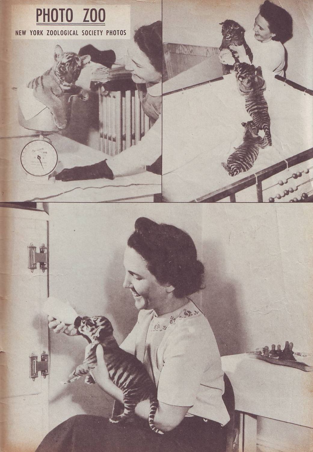 Read online Animal Comics comic -  Issue #25 - 51