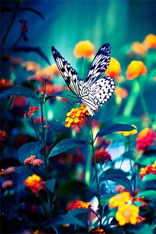 Pictures Of Animated Wallpapers For Mobile Samsung Champ Kidskunst