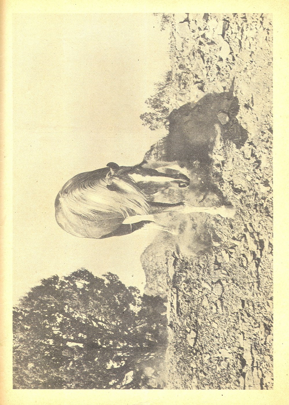 Read online Four Color Comics comic -  Issue #319 - 51