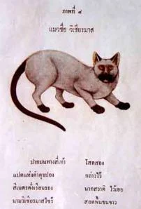 early Siamese cat