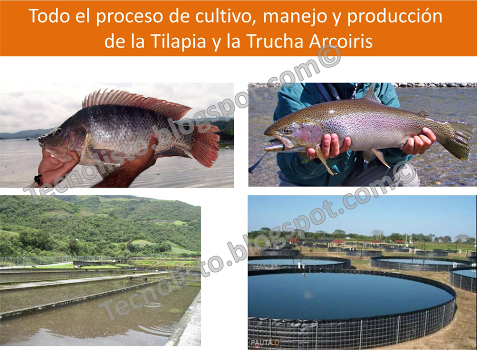 "Proyecto Cultivo, Manejo y Producción de Cachamas, Tilapias y Truchas-1"