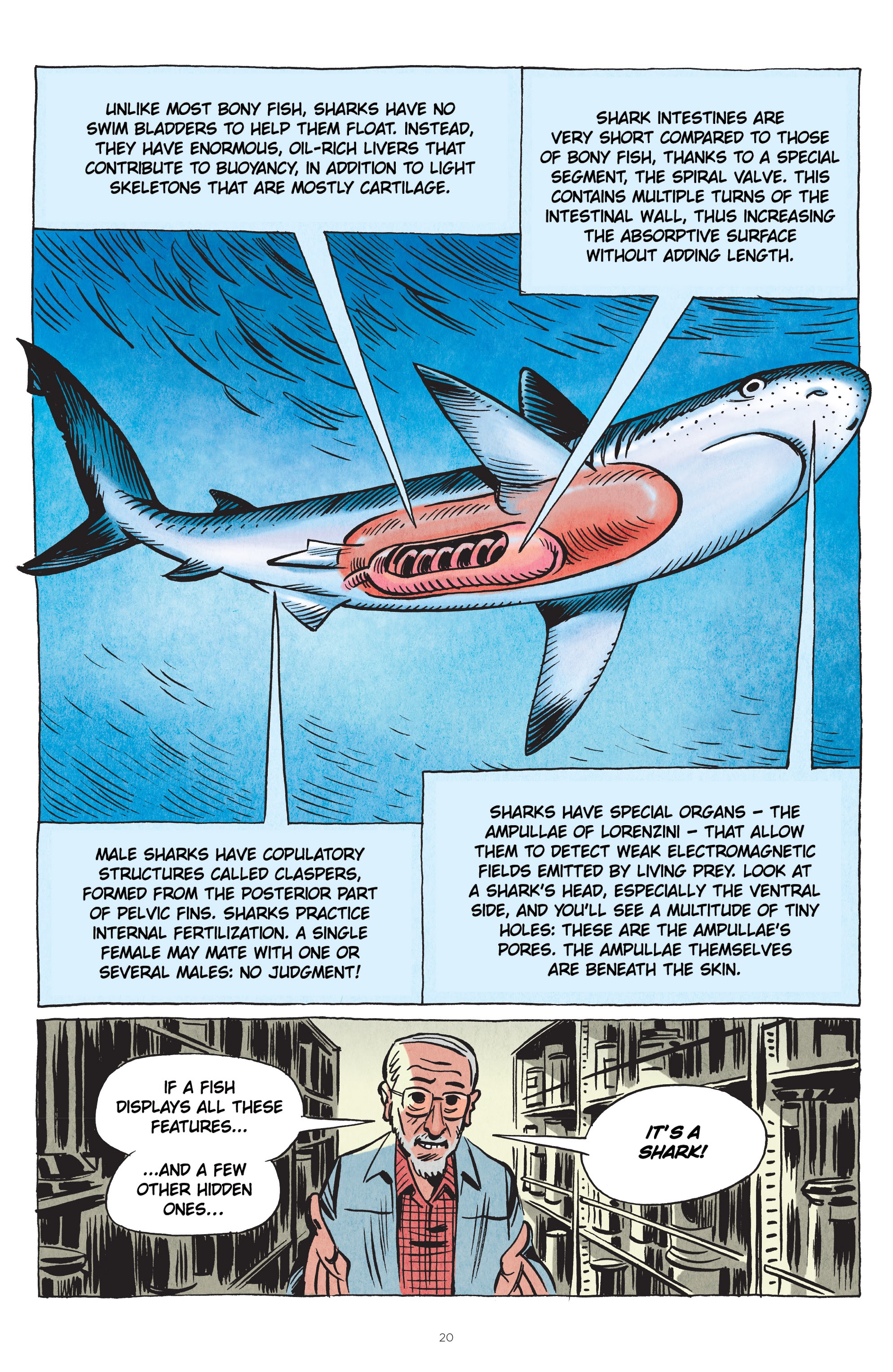 Read online Little Book of Knowledge: Sharks comic -  Issue # TPB - 20