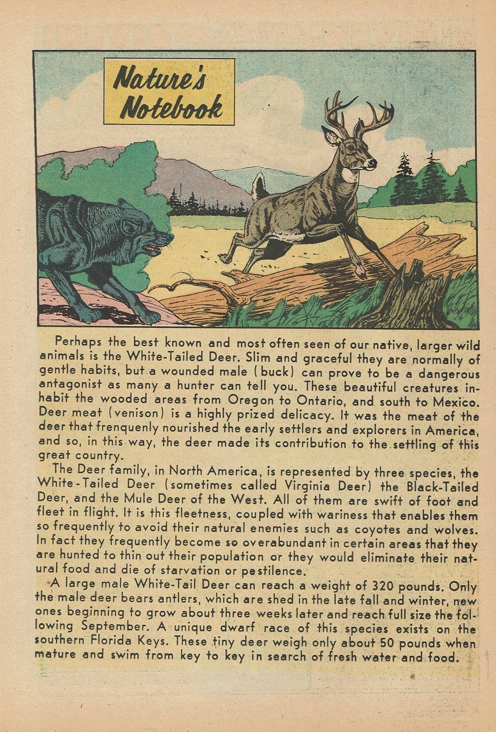 Read online Super Duck Comics comic -  Issue #81 - 26