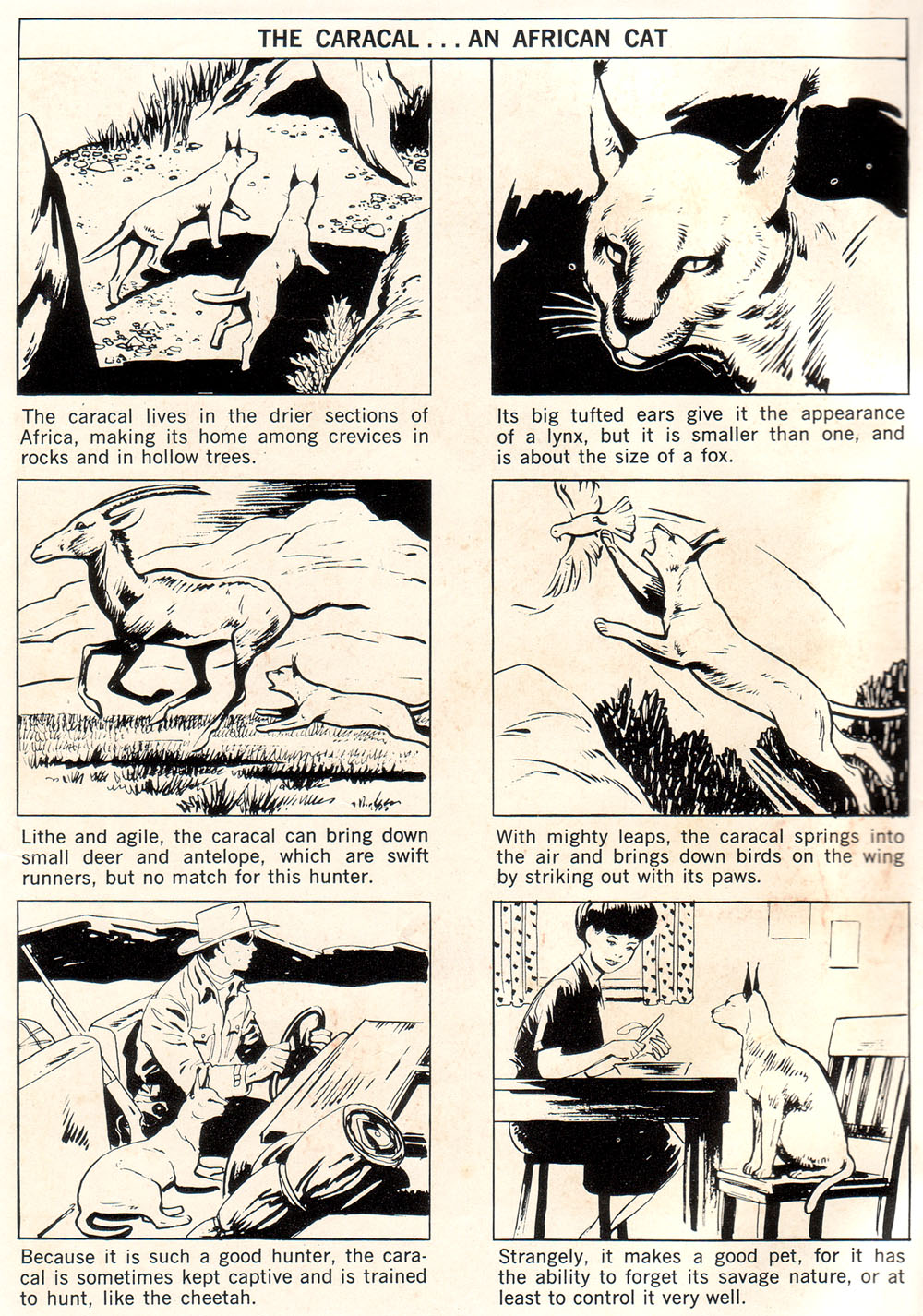 Read online Korak, Son of Tarzan (1964) comic -  Issue #17 - 2