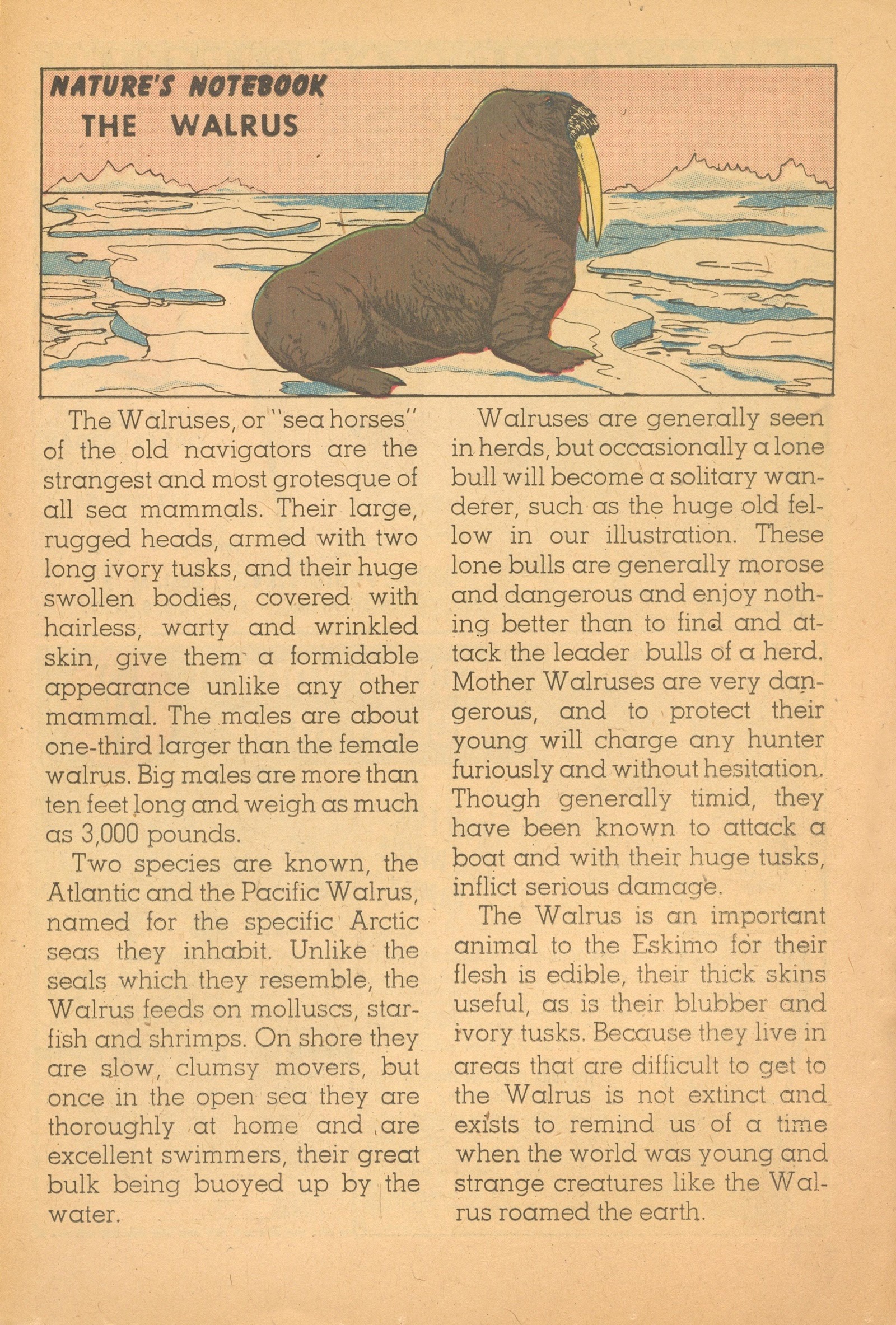 Read online Super Duck Comics comic -  Issue #90 - 27