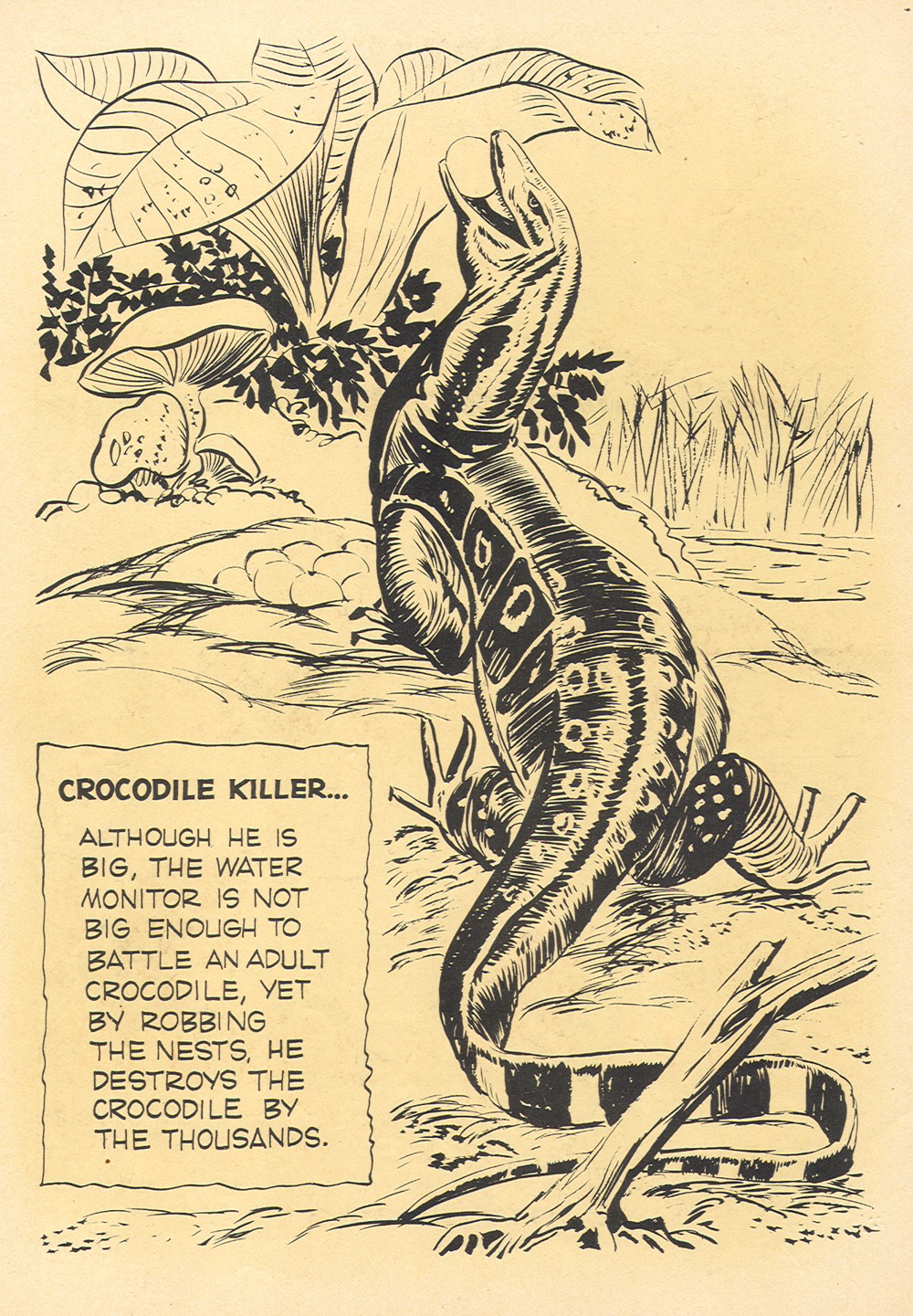 Read online Tarzan (1948) comic -  Issue #130 - 2