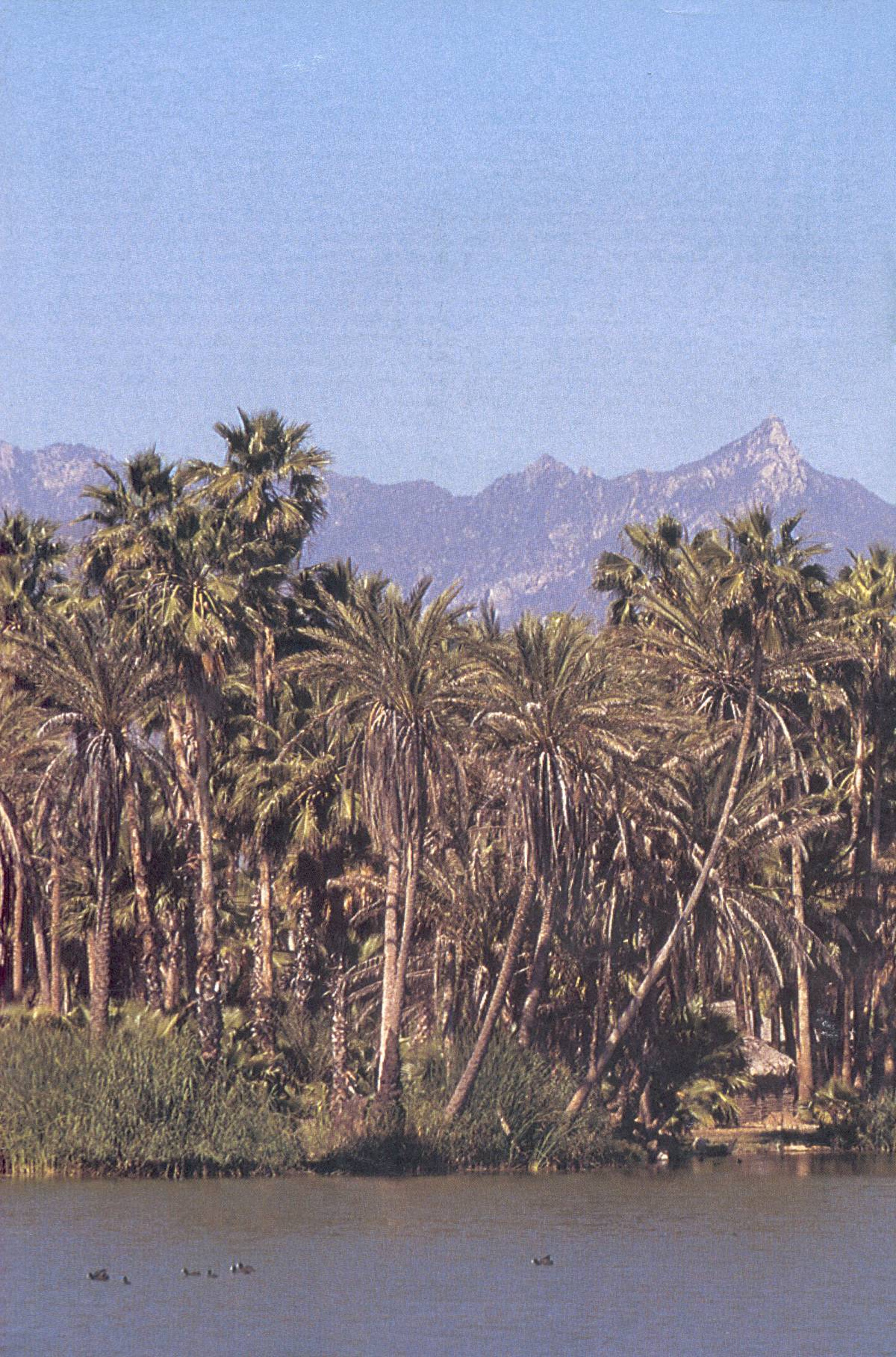 Read online Cerebus comic -  Issue #245 - 28