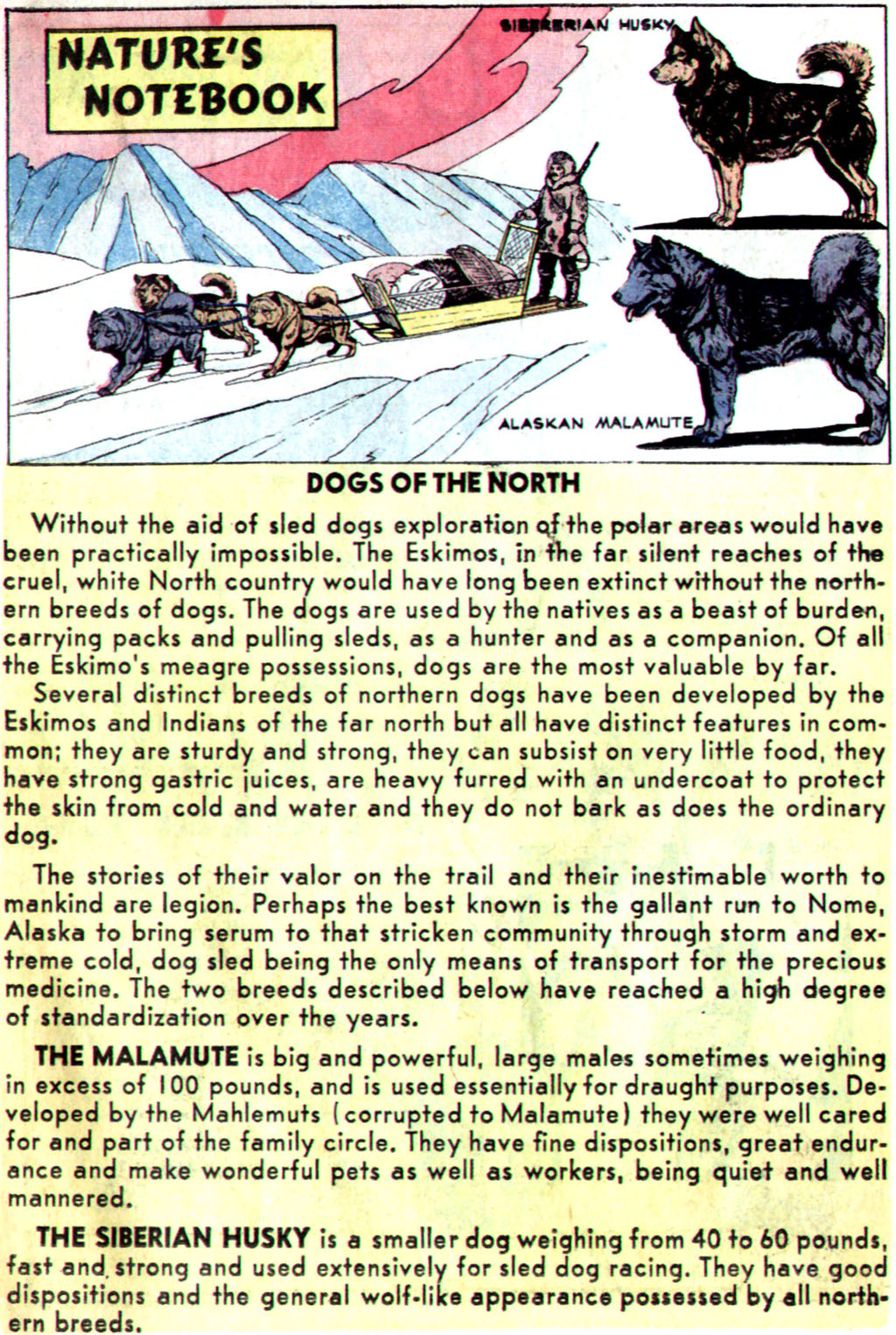 Read online Super Duck Comics comic -  Issue #82 - 26