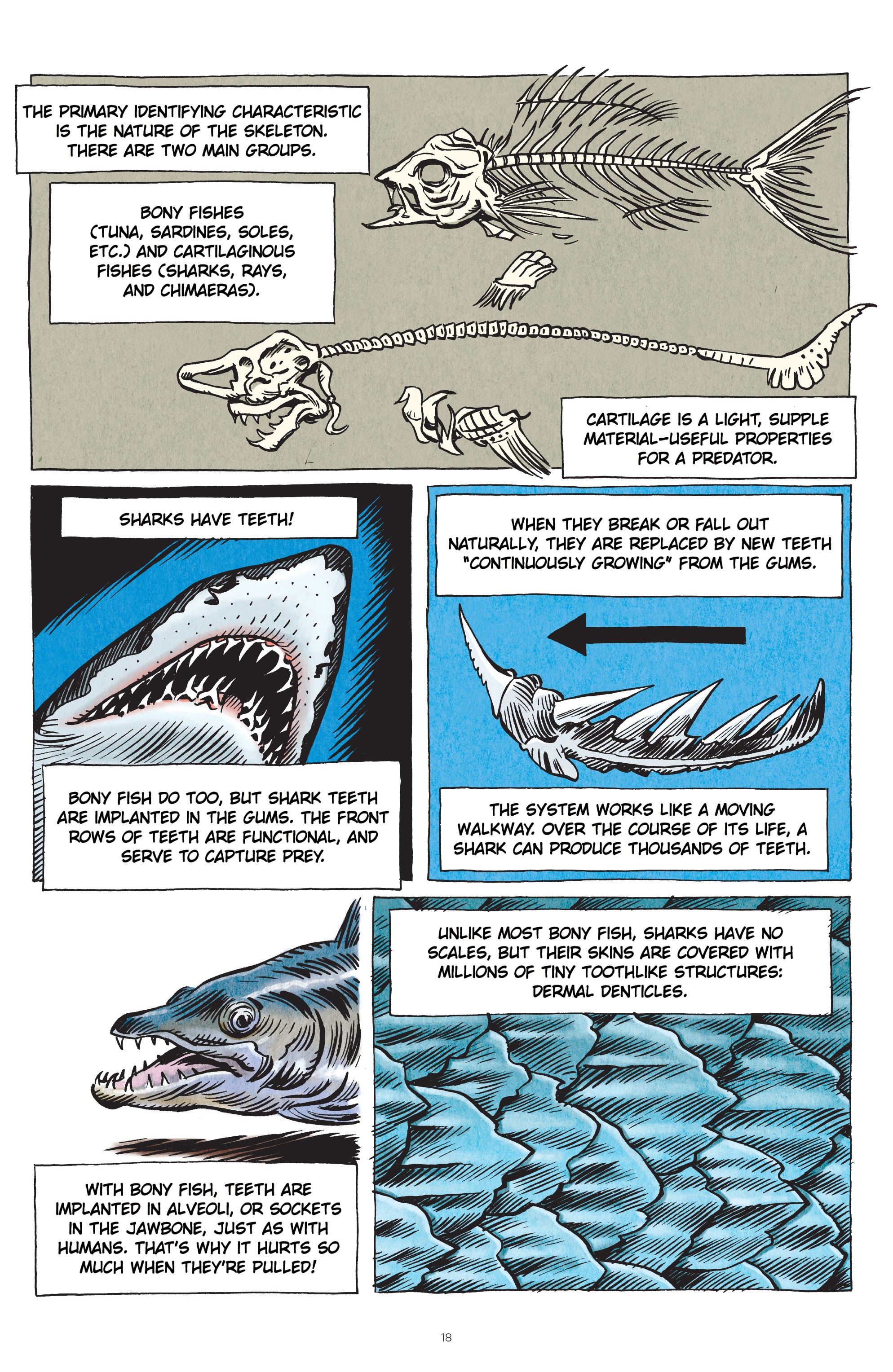 Read online Little Book of Knowledge: Sharks comic -  Issue # TPB - 18