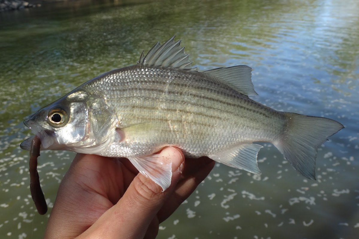 Ben Cantrell's fish species blog Creeks of Western Kentucky