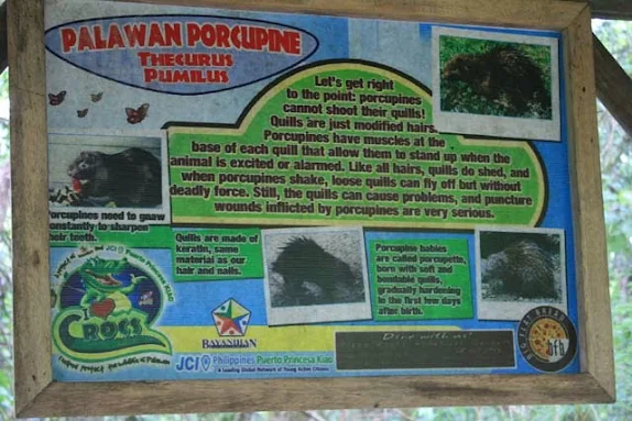 palawan porcupine