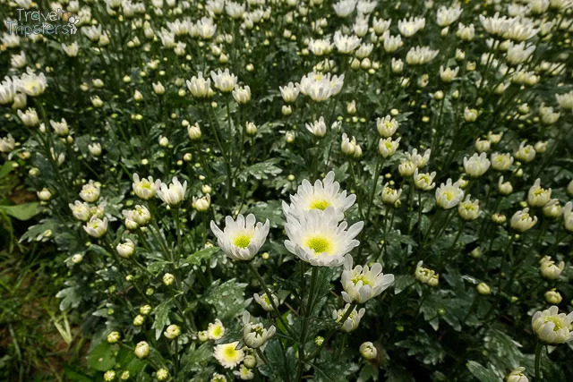 bahong flower farm