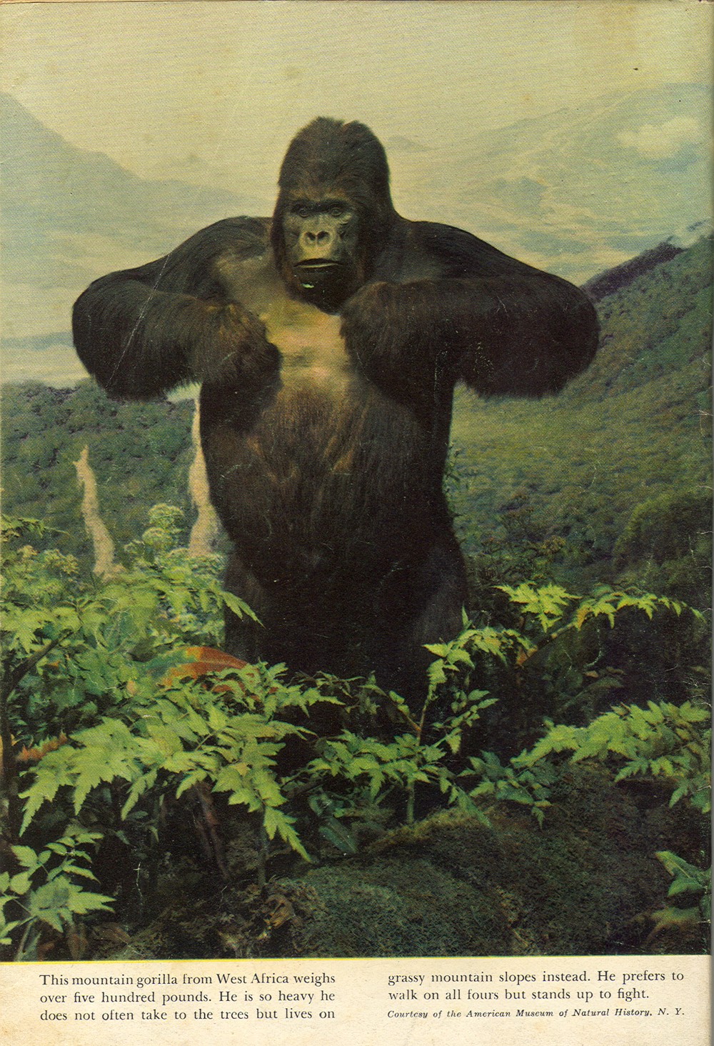 Read online Tarzan (1948) comic -  Issue #23 - 52