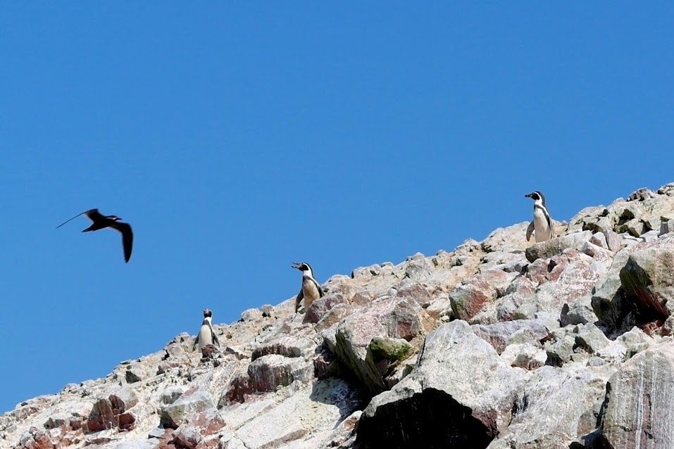humboldt penguins peru humboldt renguins peru