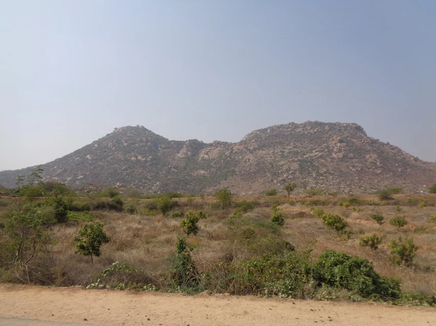 A plate of traditional South Indian thali for lunch, featuring rice, sambar, and side dishes