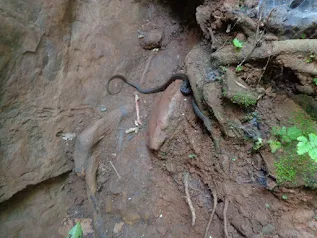 Kodachadri milestones