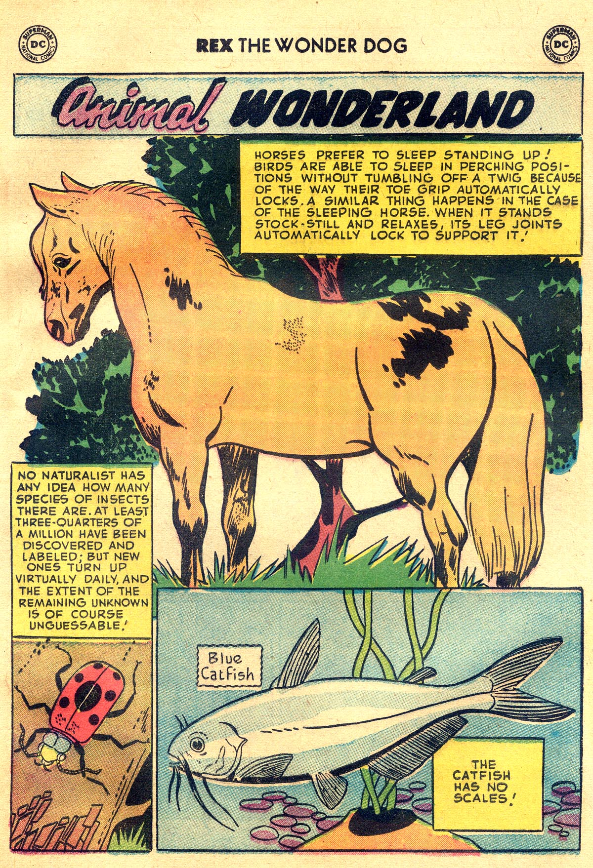 Read online The Adventures of Rex the Wonder Dog comic -  Issue #34 - 13