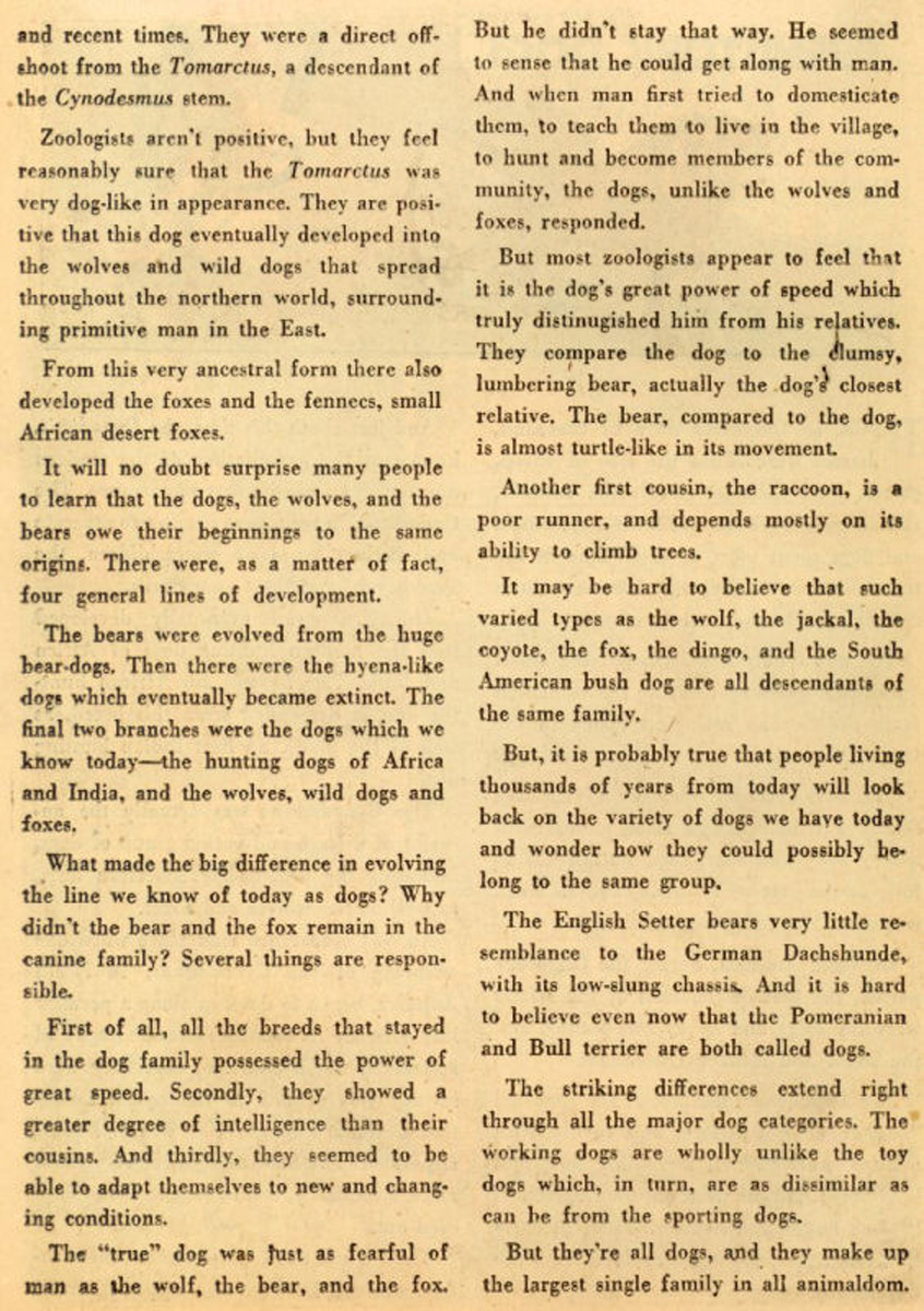 Read online The Adventures of Rex the Wonder Dog comic -  Issue #18 - 24